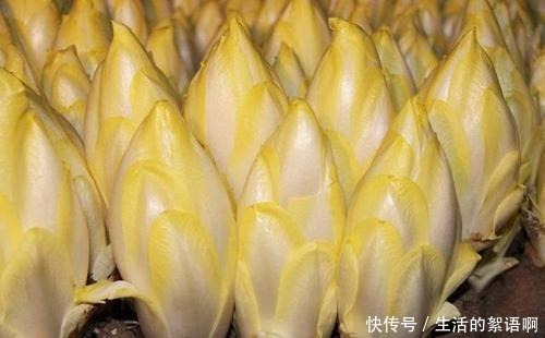 2种菜长得可真快,埋在盆里几天就能吃一茬,比养花都简单!