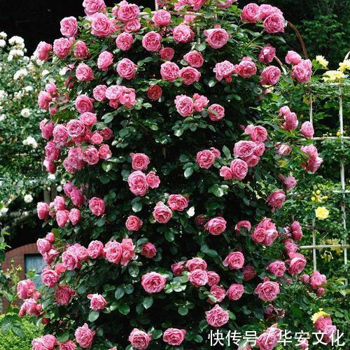 这3种花,阳台养一盆,四季都开花,颜值不输牡丹,值得拥有!