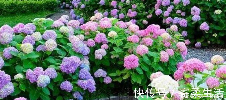 花色|漂亮又好养的“4种花”，比玫瑰好看，招财又开运，你养了吗？