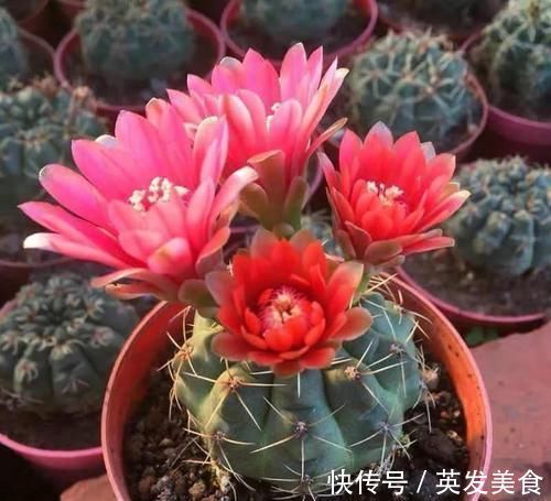 浇水|最适合懒人养的5种花，省心又好养，偶尔浇浇水就可以活