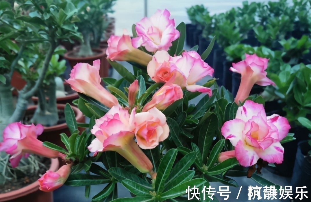 土面|沙漠玫瑰“烂茎”不要放弃,掌握救治技巧,让它长出“八爪根”