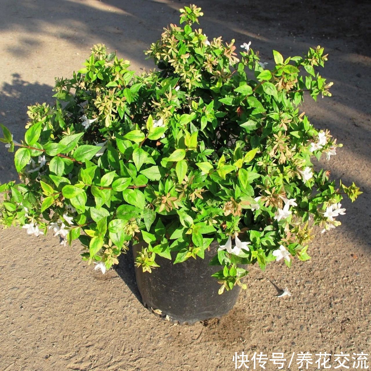 盆栽|花开灿烂的六道木，养成盆栽也好看，来看看不同的品种