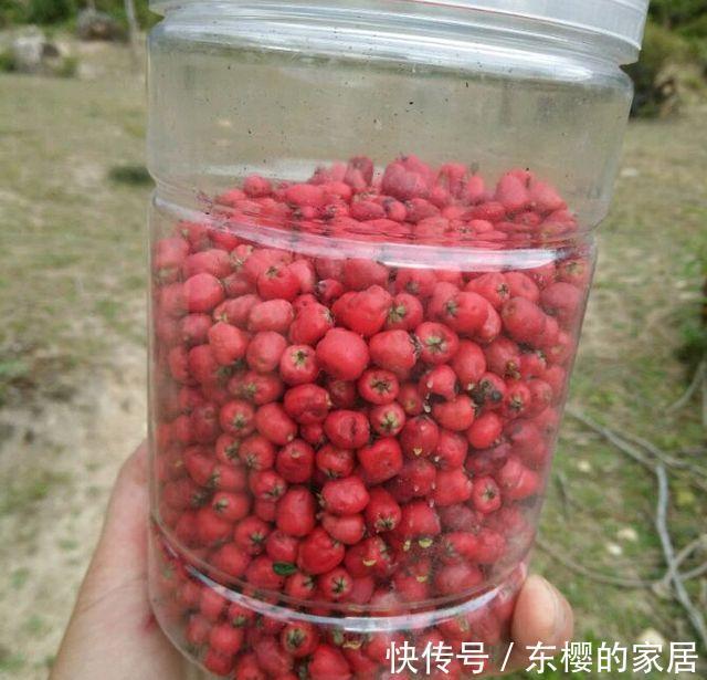 邻居捡到野货树桩，种盆里价值不菲，羡慕啊!