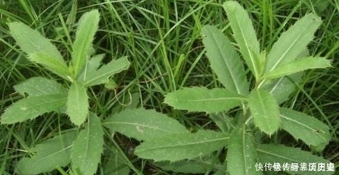 野菜|农村一种扎手的野草是天然“创可贴”,农民有点外伤就用它治疗