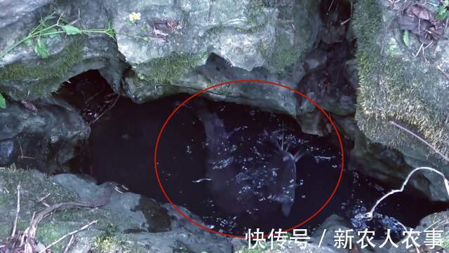 广西年轻夫妻俩组团野钓,小洞口里藏着米级大鲶鱼,最终遗憾回家