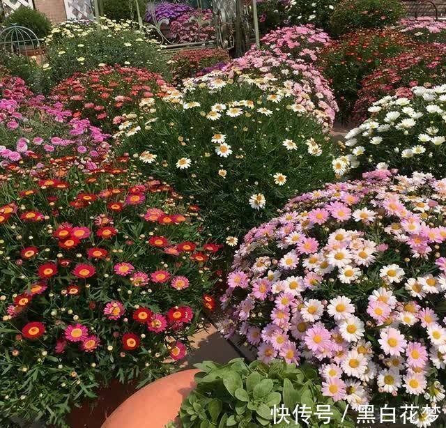 想要养好花,一把“剪刀”少不了,5种花剪的越狠,花开越爆