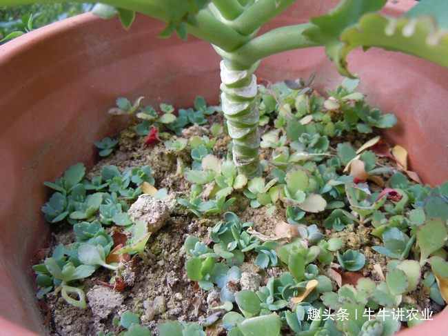 不死鸟|被称为''不死鸟''的植物,目前价值很高,如果你家乡有,请爱惜它