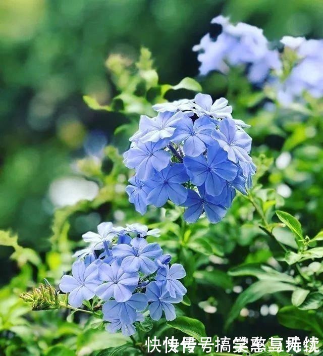 花友|这“三种花”就得虐着养,“少浇水,狠心剪”,轻松花开小半年!