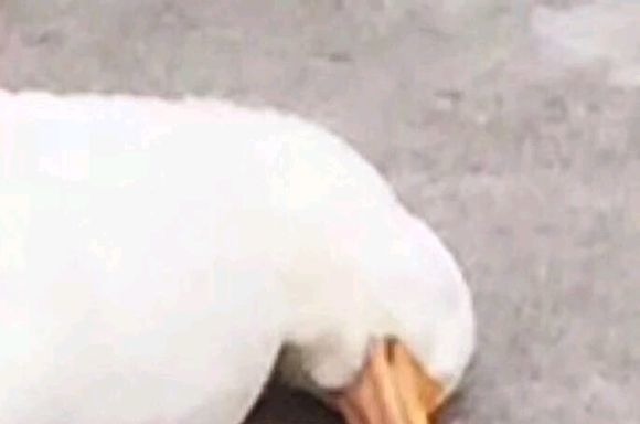 |憨憨网友的搞笑表情包:怎么回事,怎么又是神手鸭?