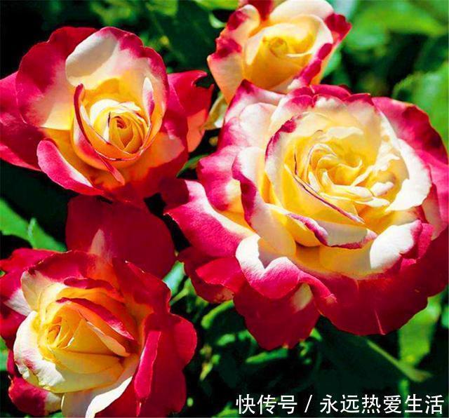 养护|3种最不容错过的绝美月季，颜值高香气浓，养护简单开花多