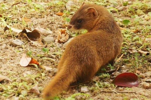 石大壮@故事书生坟地临摹碑文,惹怒黄鼠狼,遭到疯狂报复