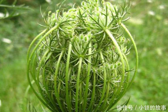 一种野草是蛇的天然“床铺”,开花美价值高!野外遇到最好别碰!