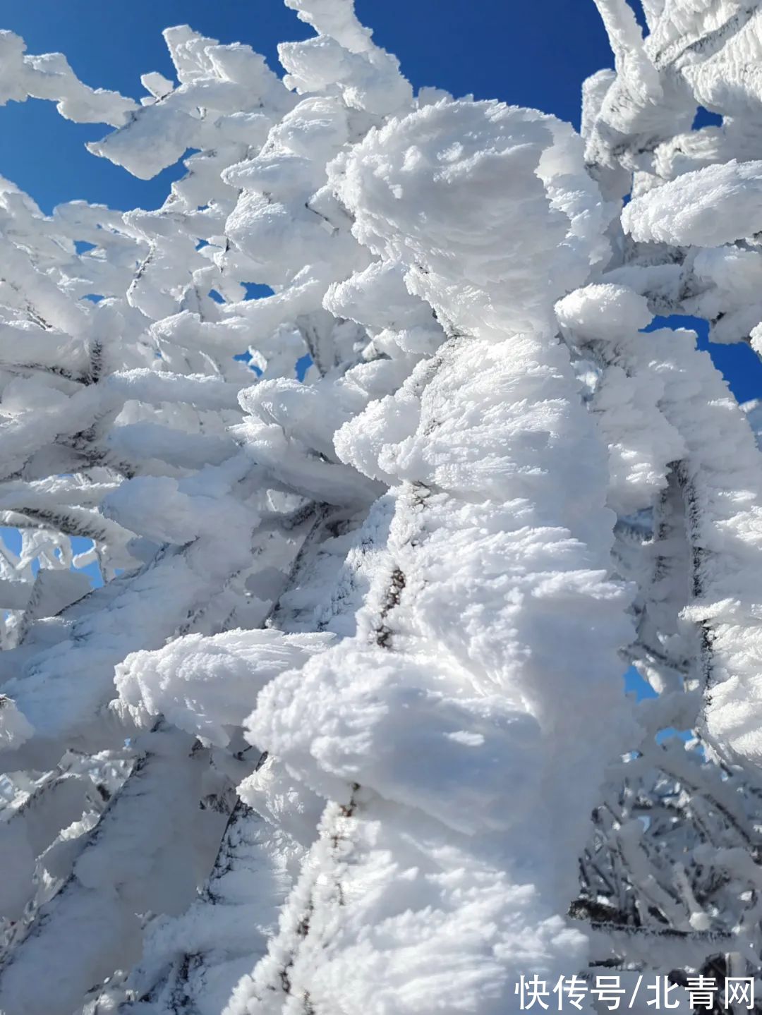 云海|太美了！台州最新雪景！括苍山跌至-10℃，再现云海奇观