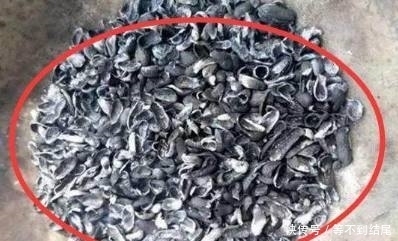 养花|吃剩的花生壳不要丢,这样处理下拿来养花,直接长疯了