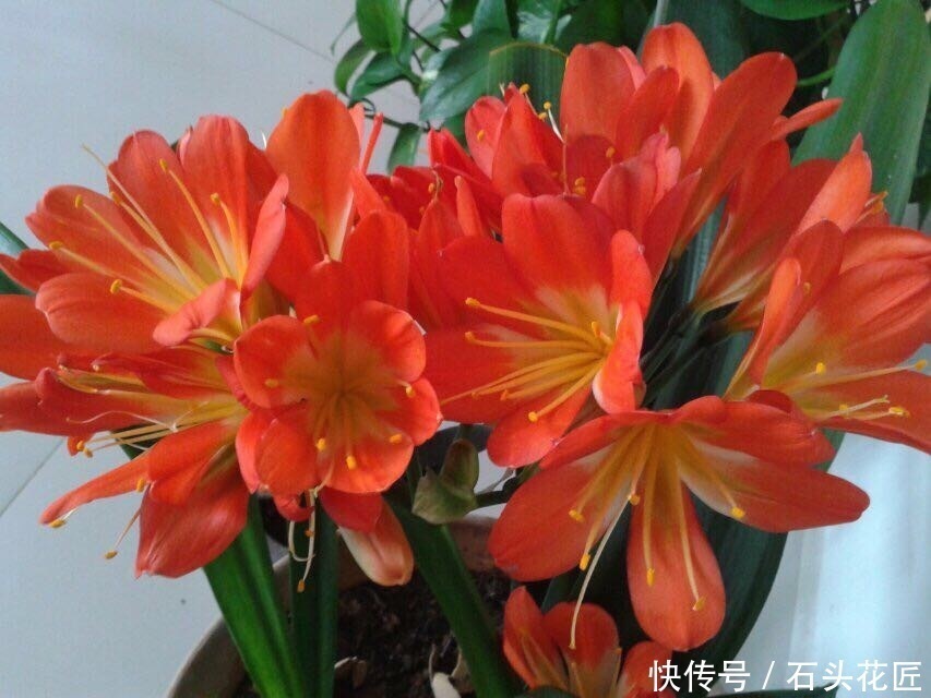 蚯蚓|养20年的君子兰,长得就像“大白菜”,一盆就能长8根花箭