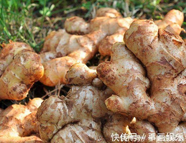 生姜|婆婆每天早上含片生姜,坚持一周后,身体发生了这样的变化!