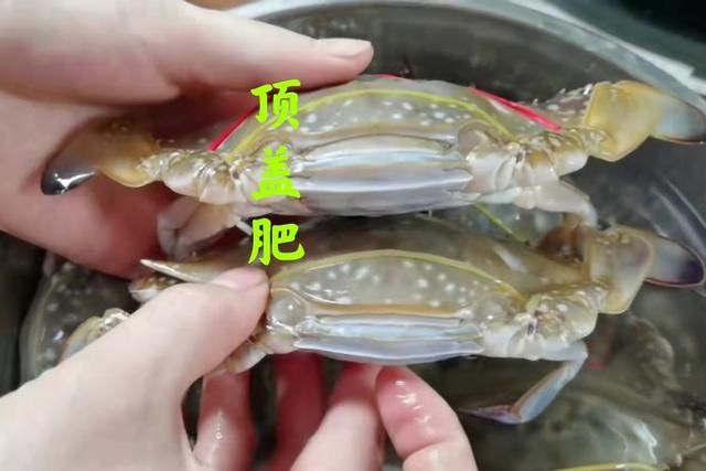 腹部|买螃蟹，是不是“顶盖肥”就看这“1处”，老渔夫的方法就是实用