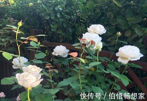 秋高气爽扦插月季花,用点“生根土”,一周生根,长芽就开花