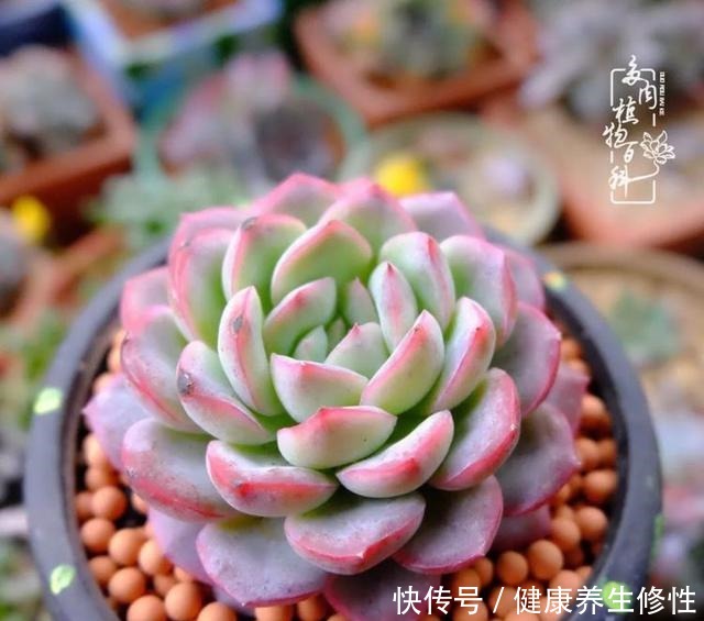 冬季,属于多肉的季节!养多肉的你喜欢冬天吗!