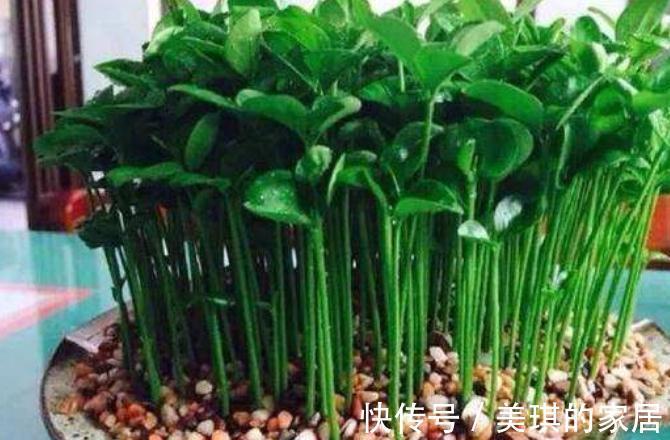 阳台上|柚子核是个宝，埋在花盆里，长成小树