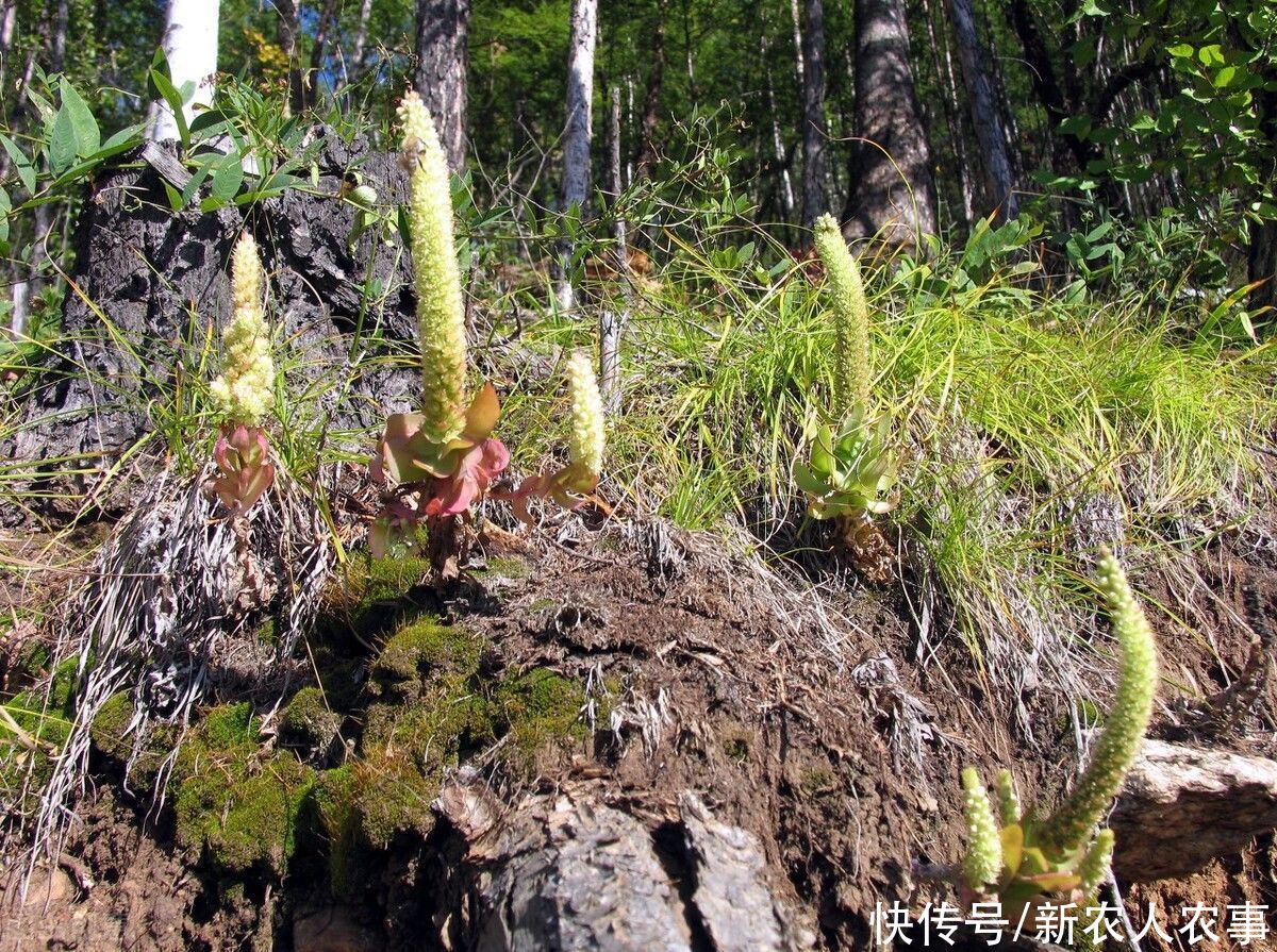 寄生在赤楊根上的一種草，被大肆地人為采挖，如今成了保護植物