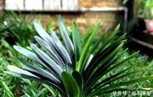 家中有3种花卉盆栽，趁早搬到阳台上晒一晒，枝叶越长越旺盛