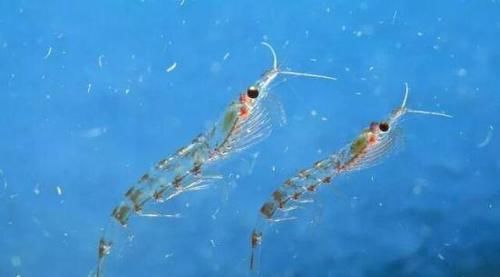  小汐|小汐今天分享的它是世上最干净的海鲜，美味非常，如今每年被捕上亿吨到这里