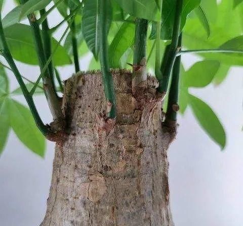 发财树盆里扔点小东西，壮根促芽，再喷点它，叶子一年绿油油