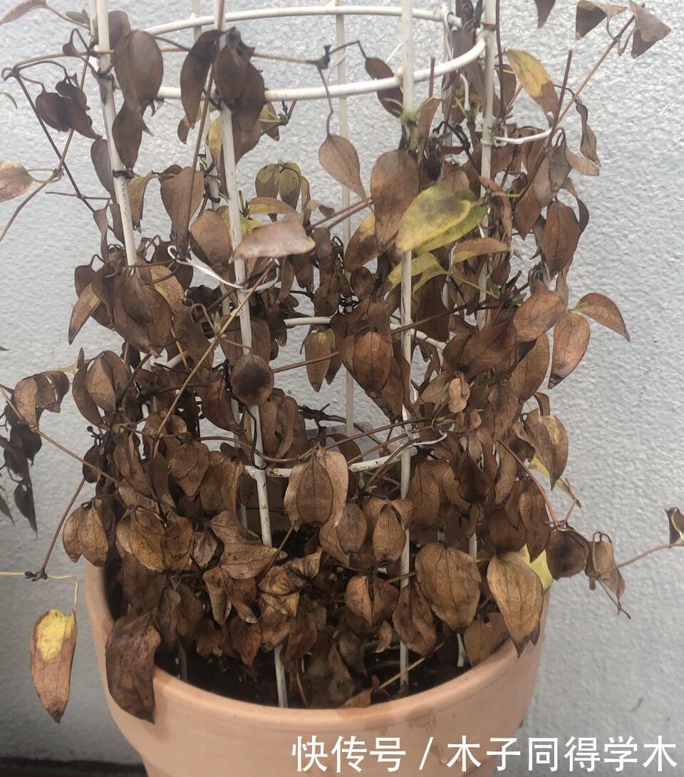 零下20度“装死”的这些花,个个“真汉子”,来年春天的爆花王