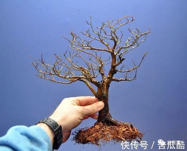 植物体|玩好盆景不容易，玩死它却是手到擒来