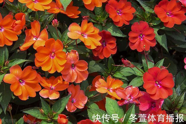 四季海棠|建议大家：逛花市碰到5种花，别犹豫，虽然便宜但巨好养