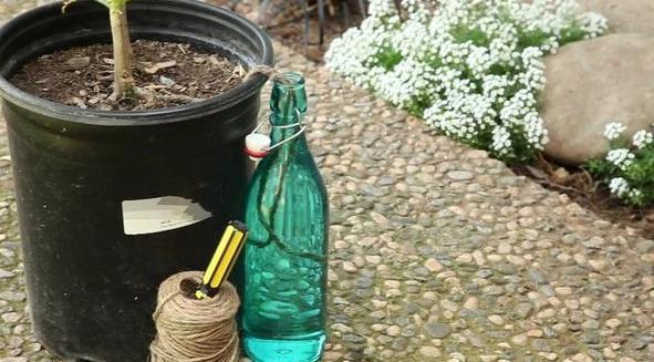 养花烦恼浇对水太难牢记5个重点，盆栽不烂根、少走弯路