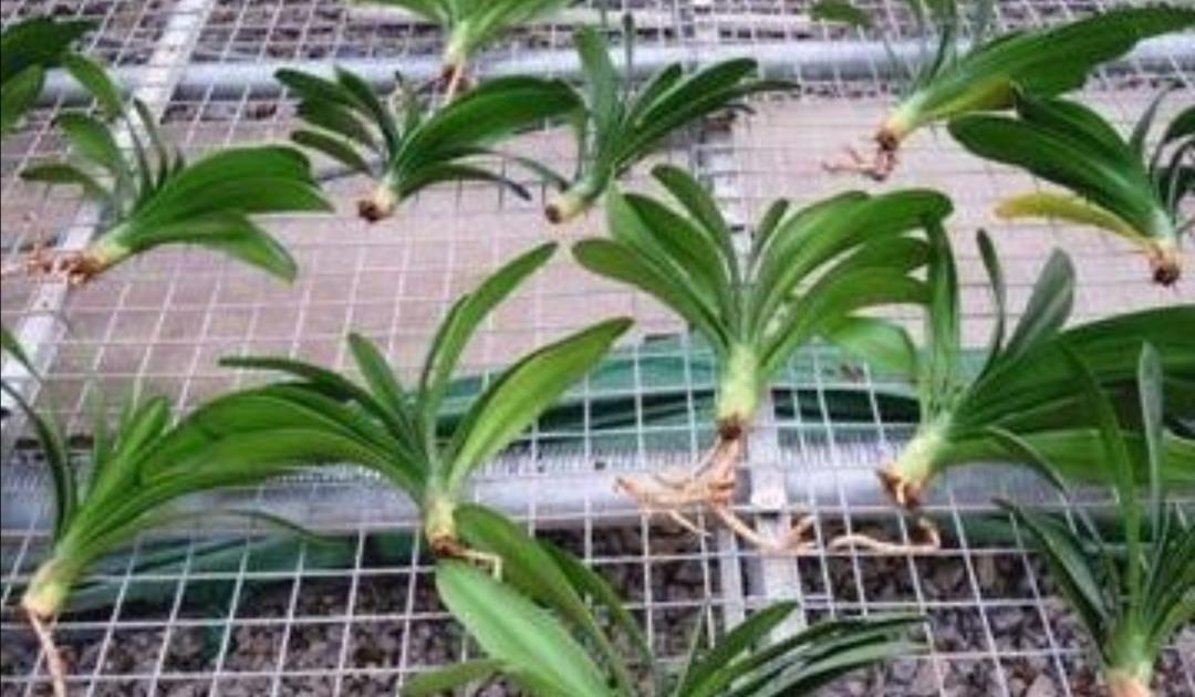 君子兰烂根不要扔,用这种方法处理,一个月长满新根