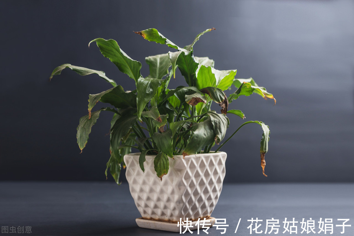 光照|夏天高温,这些花换个位置,阴凉通风的环境才生长旺盛,叶绿花多