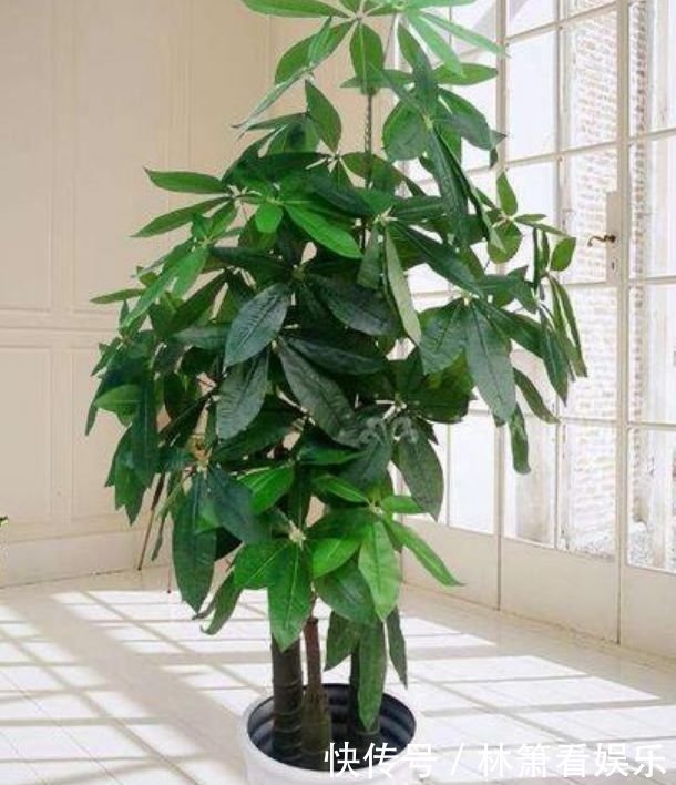 正月二十八,家里养上4种花,旺财又养人,养好了顺风顺水