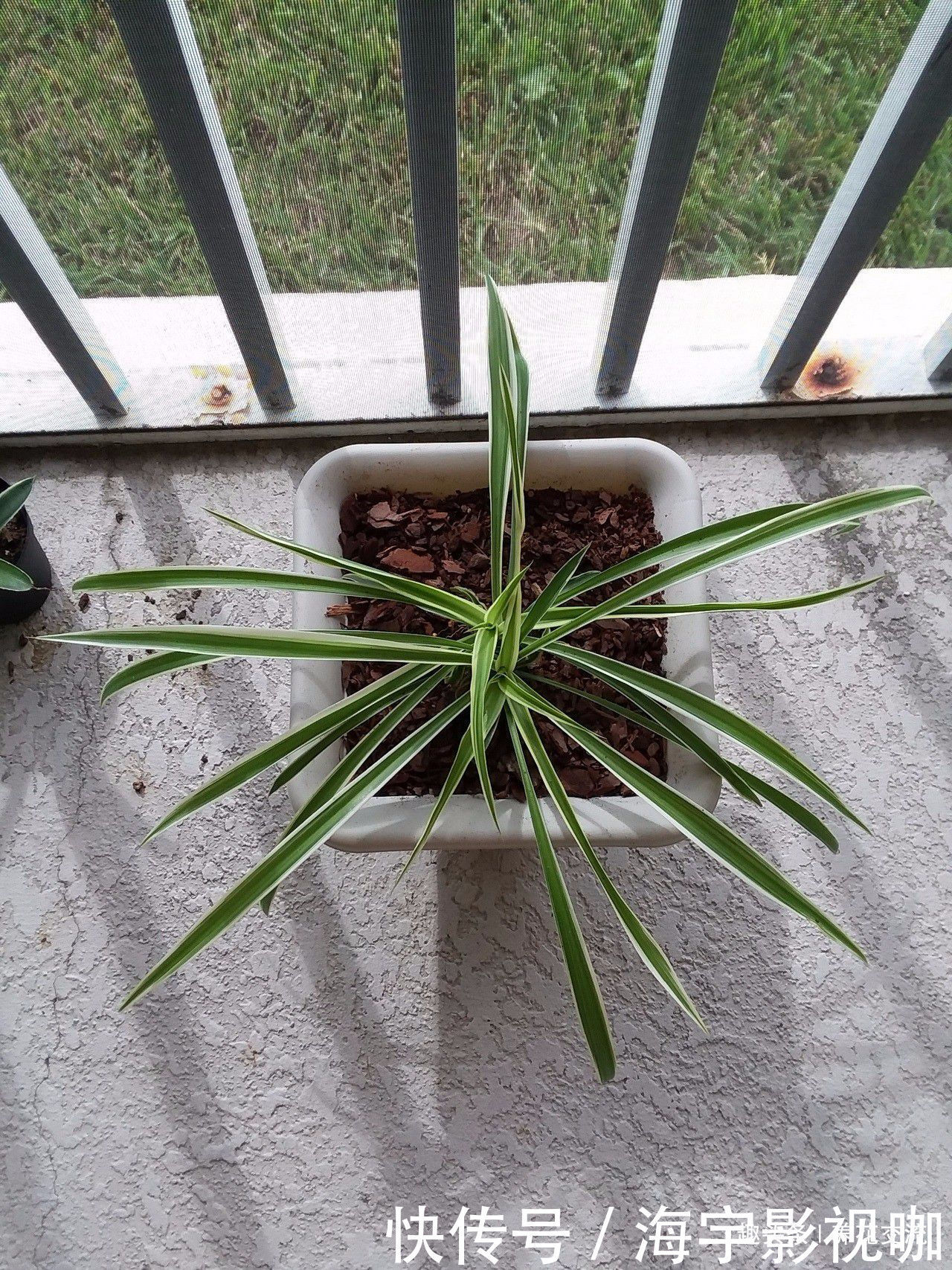 两个月|吊兰剪下来的侧枝,养两个月根系就长满盆,逼着我给它换盆