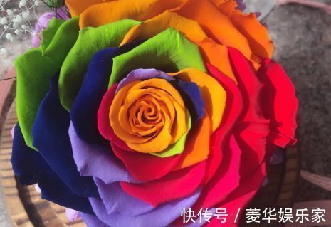 薄荷|喜欢玫瑰,就养盆“精品玫瑰”七彩玫瑰,似彩虹阳光,绚丽多姿!