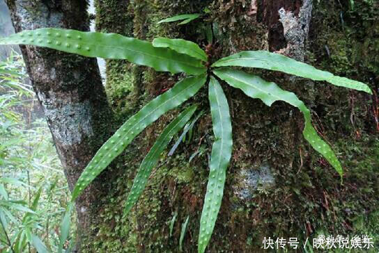 金珠|农村这种野草,形似镰刀叶背长出“金珠”却作用大,遇见了多留意