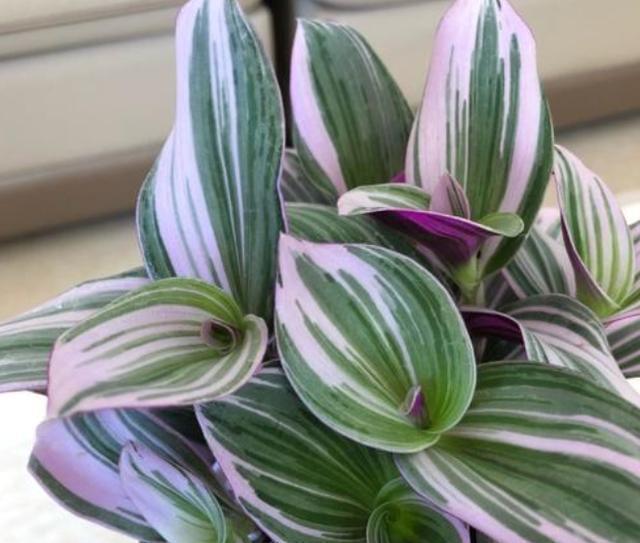 发酵|养花人都用的“黄豆水”,不是所有植物都能用,而且要用对方法