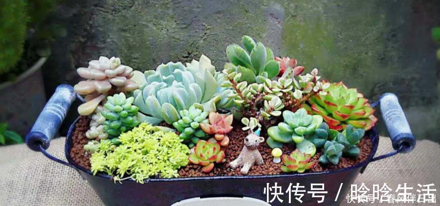 浇水|呼声最高的新人盆栽多肉,养殖期间注意此3点才不出问题