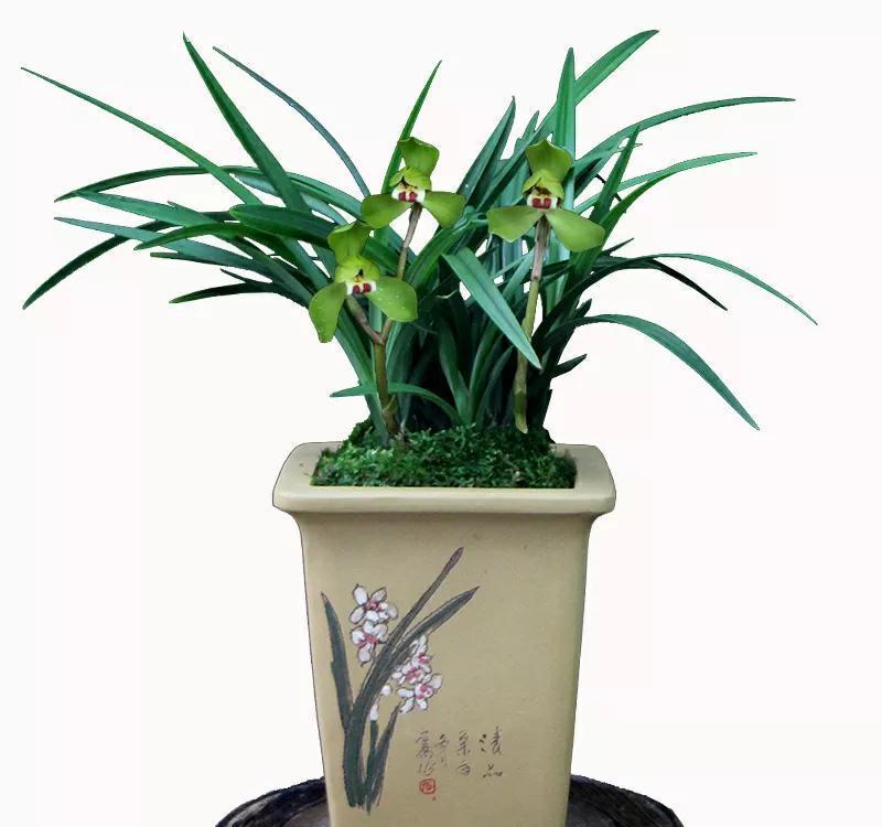 养兰花要学会巧用磷酸二氢钾,省事又好养,花朵鲜艳又多姿