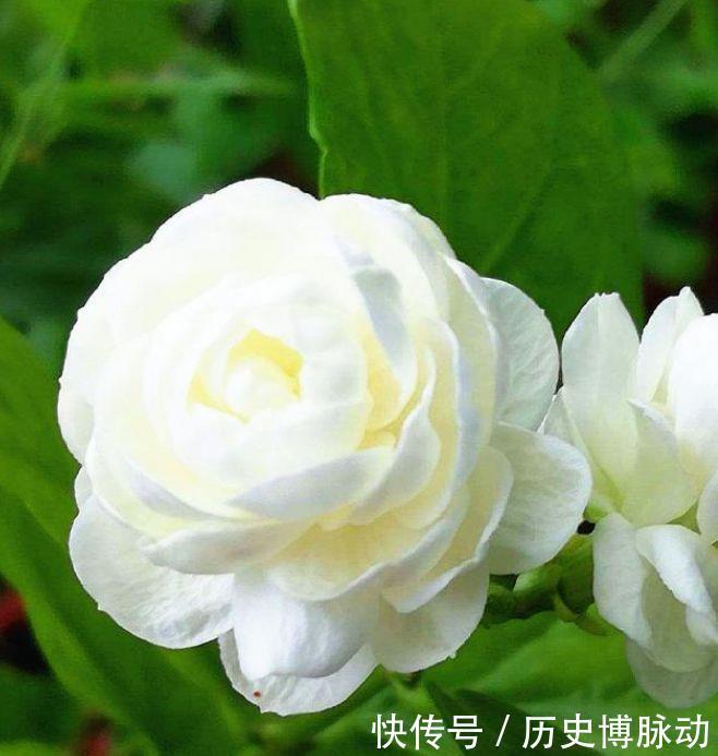 几种植物养在阳台开出花海,适合懒人新手养,漂亮有成就感