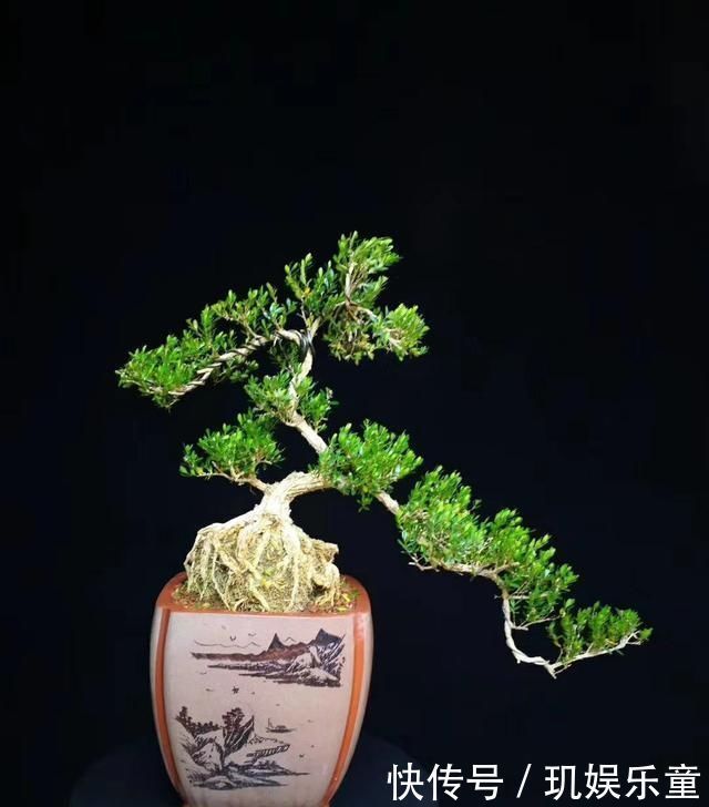 “盆景”如何修剪不同树种,不同时期我们都要做什么
