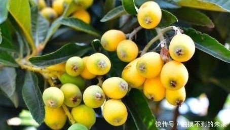 枇杷叶|农村这样一种宝贝树,全身上下都是宝,连中医都对它爱不释手