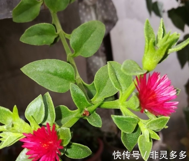 被低估的“三种花”,叶片自带香气,家里摆一盆,家人更健康