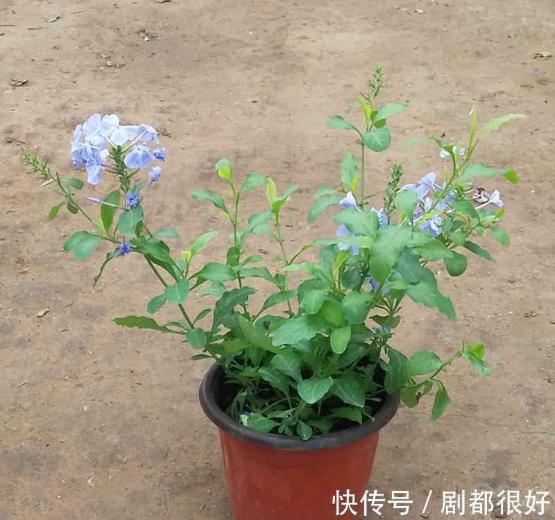 这5种植物开花美,不挑剔,堪称:家庭盆栽福利