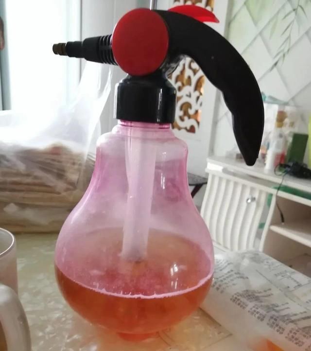 9种花真是老酒鬼，5天一小杯，叶子绿得像打蜡