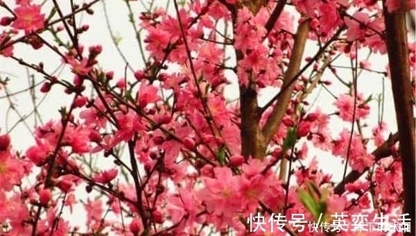 唐代!刘禹锡鲜为人知的7首诗,能读过三首就算知识渊博了!