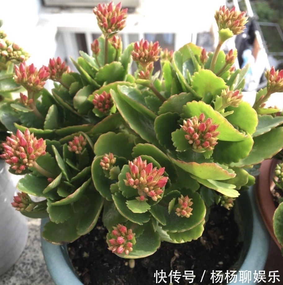 养护|悄悄告诉你,6种花“不用买”,1片叶子就能生根发芽、长爆盆