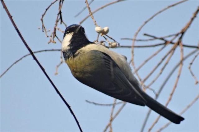  深冬|深冬乌桕似梅花：前村乌桕树，疑是早梅花